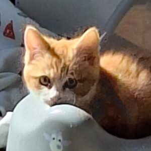 Profielfoto van Cruelwingia